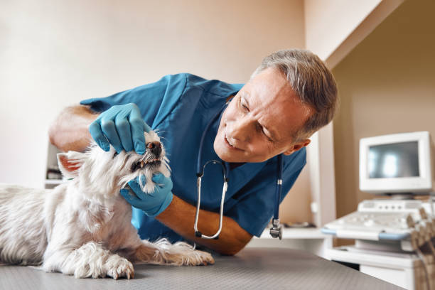 Best After-Hours Dental Trauma Care in Gorman, NC
